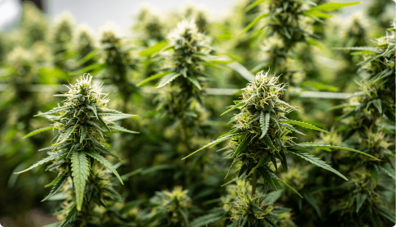 Cannabisblüten